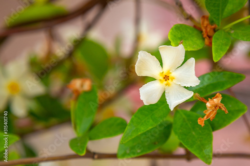 Asiatic jasmine flower macro closeup on a single flower.