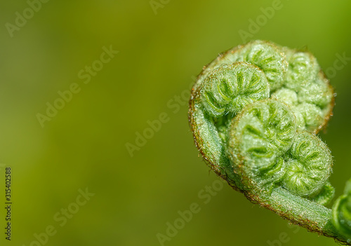 Western swordfern fiddlehead curled against green background with room for text photo