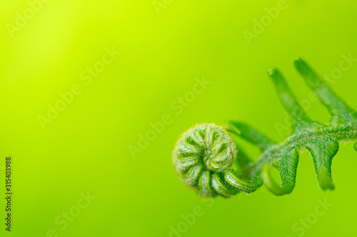 Western swordfern fiddlehead curled against green background with room for text photo