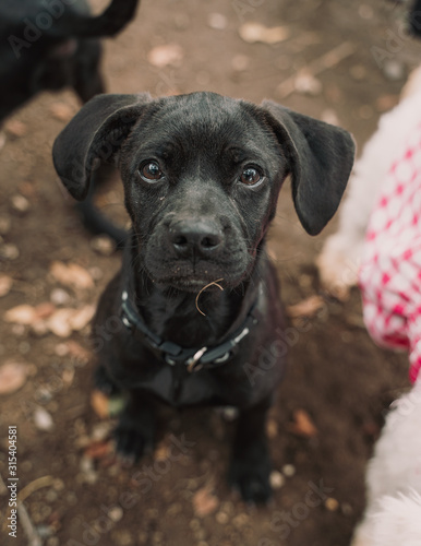 From above of black mixed breed pup in collar sitting on ground in street looking at camera