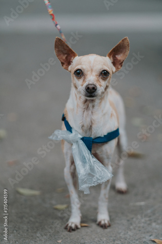 Small dog with leash and plastic bag spending time walking in street looking at camera photo