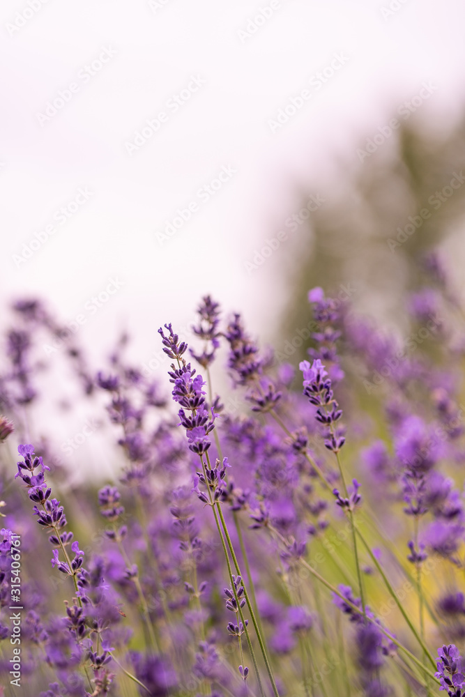 Obraz premium Lavendel