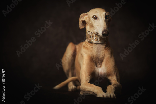 Alert attentive brown Sighthounds dog photo