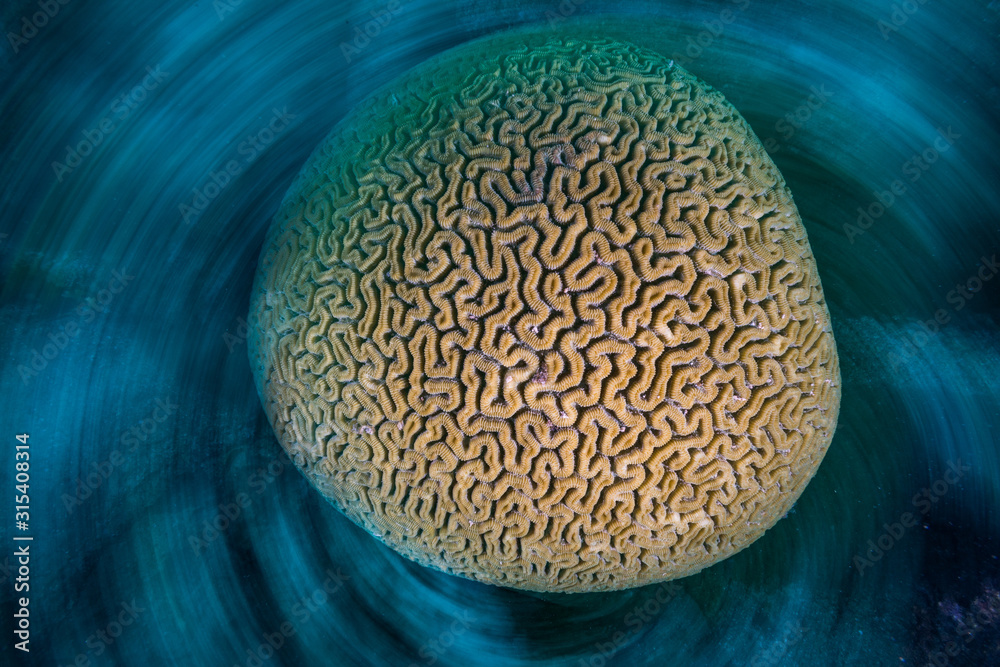 Top view round brain coral of tropical reef with abstract pattern in sea in long exposure Top view round brain coral of tropical reef with abstract pattern in sea in long exposure