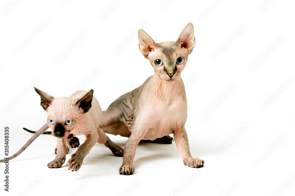 Sphinx cats on the white studio background lokking on the camera