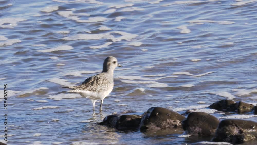 a baby sanderling at the californian shore a baby sanderling at the californian shore