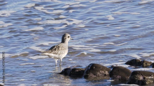 a baby sanderling at the californian shore