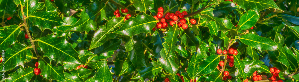 Holly and red berries banner background image