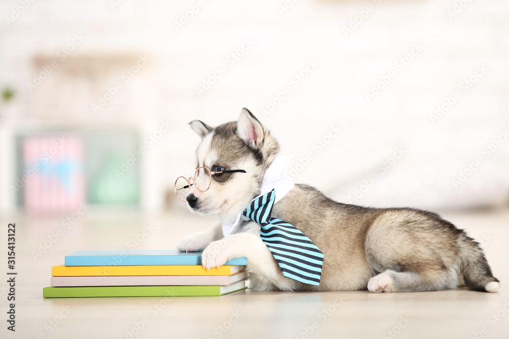Husky puppy with necktie and notepads lying at home