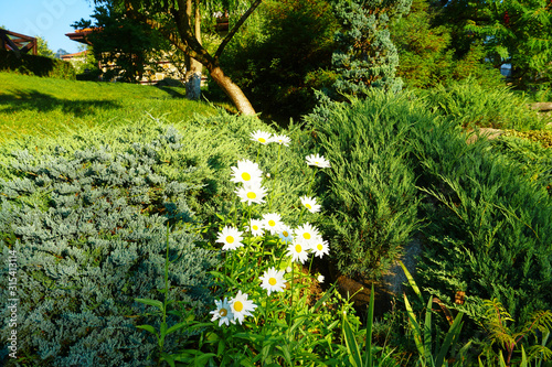 Beautiful white daisy flowers in the backyard garden