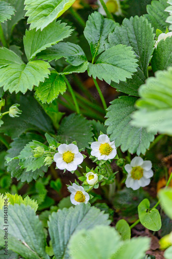 Strawberry flowers up in the shade. Authentic farm series. Strawberry flowers up in the shade. Authentic farm series.