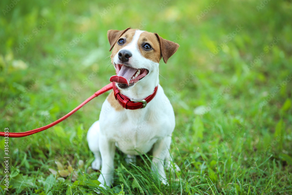 Beautiful Jack Russell Terrier dog in the park