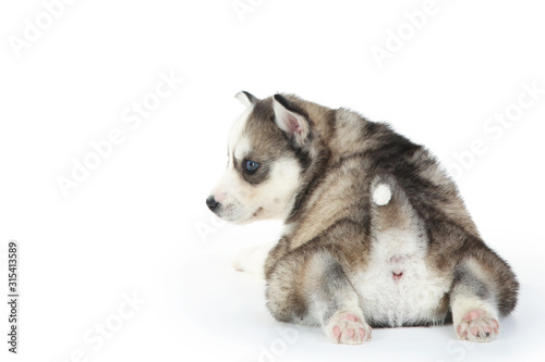 Fototapeta Naklejka Na Ścianę i Meble -  Husky puppy isolated on white background
