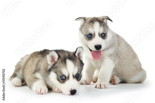 Fototapeta Naklejka Na Ścianę i Meble -  Husky puppies isolated on white background