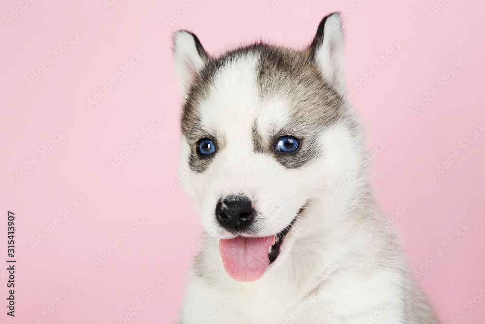 Husky puppy on pink background