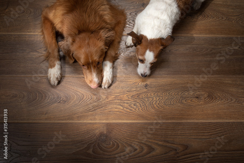 Two dogs lay on a background of a brown wall. Nova Scotia Duck Tolling Retriever and Jack Russell Terrier
