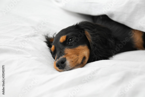 Foto Cute dog relaxing on white fabric at home. Friendly pet