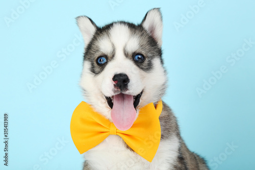 Husky puppy with yellow bow tie on blue background