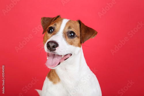 Beautiful Jack Russell Terrier dog on red background © 5second
