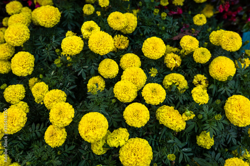Beautiful Marigold flower shades of yellow and orange in autumn garden flowers  background Thailand or Tagetes erecta, Mexican, Aztec or African marigold  Stock Photo | Adobe Stock