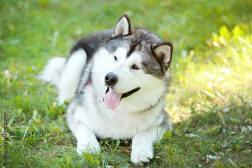 Malamute dog lying on the grass in park