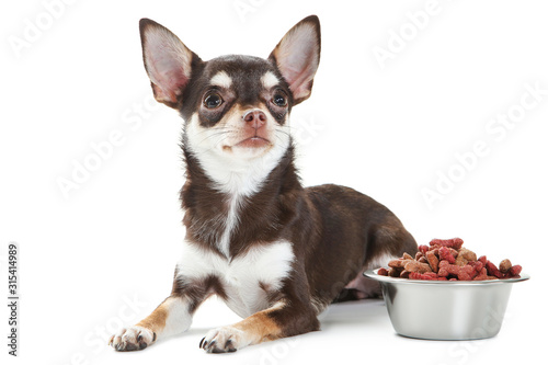 Chihuahua dog with dry food in bowl on white background