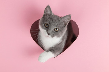A grey kitten peeks out of a heart-shaped hole on a pink background. Design blank for Valentine's Day, greeting card, expression of love. Copy space.
