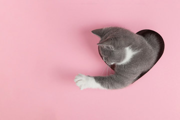A grey kitten peeks out of a heart-shaped hole on a pink background. Design blank for Valentine's Day, greeting card, expression of love. Copy space.