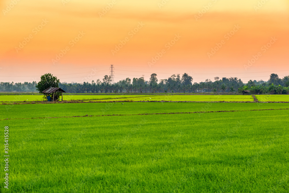 Beautiful green field cornfield or corn in Asia country agriculture harvest with sunset sky background. Beautiful green field cornfield or corn in Asia country agriculture harvest with sunset sky background.