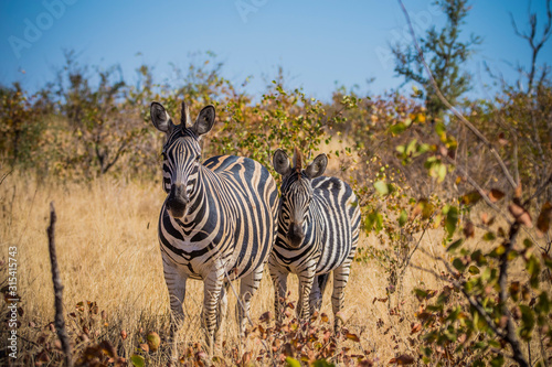 Kruger National Park, South Africa- JULY 2019: Mare and foal of Plains zebra, Burchalls zebra (Equus burchalli) in african savanna. photo