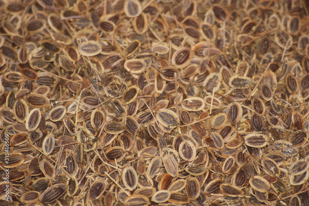 pile of dry dill seeds spice macro as background pile of dry dill seeds spice macro as background