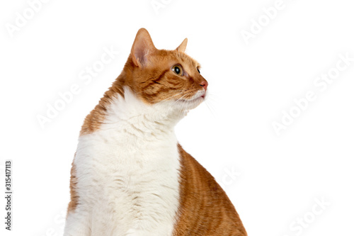 Adult brown and white cat with overweigh photo