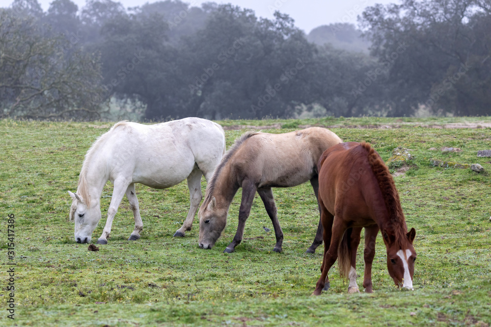 Obraz premium Three horses in a foggy day