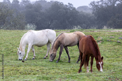 Three horses in a foggy day © Gelpi