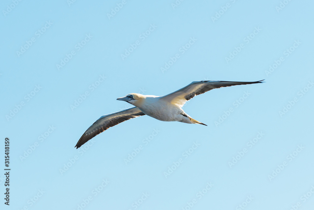Flying gannet on blue sky. Wild animal photography Flying gannet on blue sky. Wild animal photography