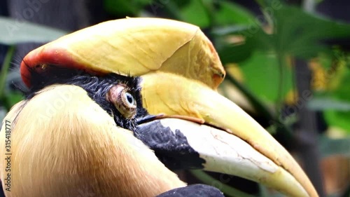 The portrait of the The great hornbill - Buceros bicornis, also known as the concave - casqued hornbill, great Indian hornbill or great pied hornbill. photo