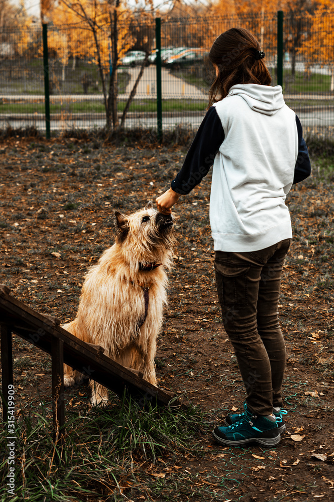Animal training. A volunteer girl walks with a dog from an animal ...