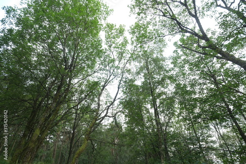 Natural forest in Stavanger in Norway