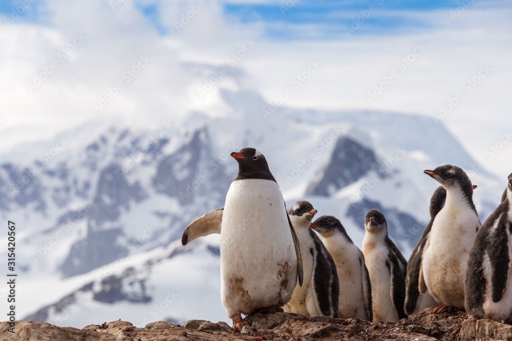 Obraz premium Group of Gentoo baby chick penguins on the stone nest in Antarctica, Argentine Islands.