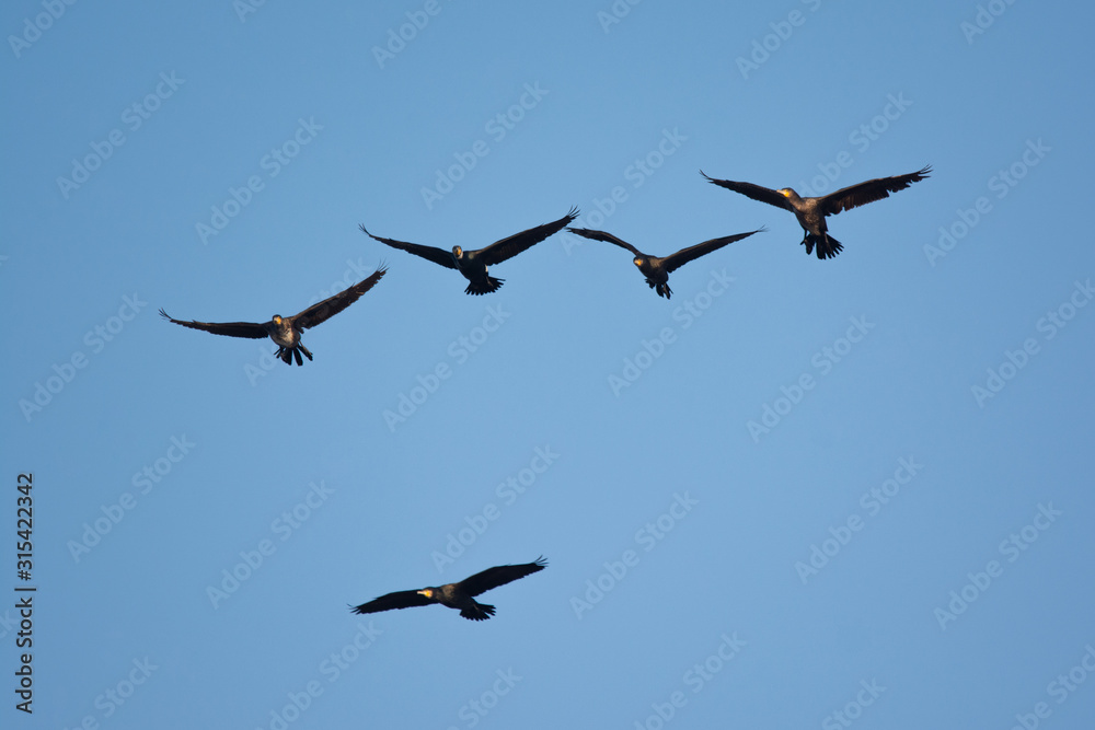 Great cormorant - Phalacrocorax carbo - flying in the sky