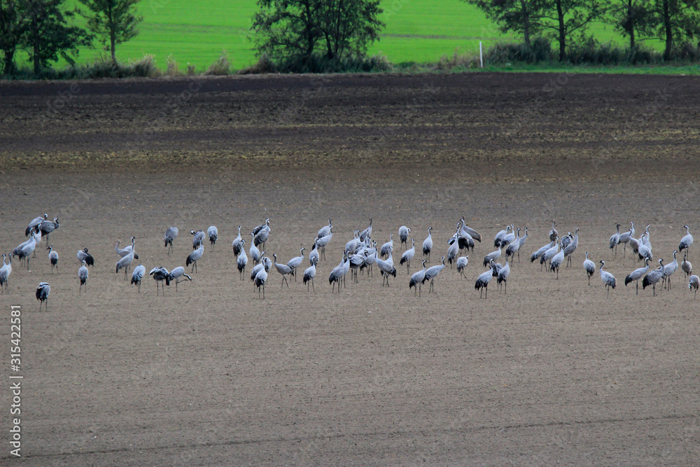 Germany, Brandenburg, Flock of cranes grazing in autumn field Germany, Brandenburg, Flock of cranes grazing in autumn field