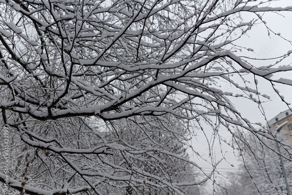 Tree branches in detail with snow Tree branches in detail with snow