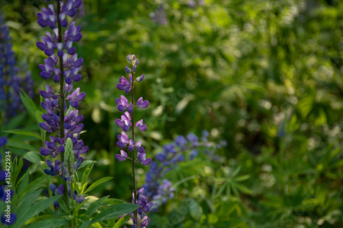 Blooming lupine flowers. blue lupin in green meadow