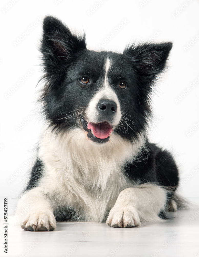 border collie  sitting in front of white background