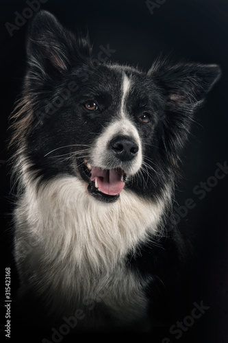portrait of a dog © David