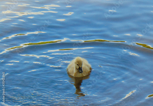 baby swan in the water