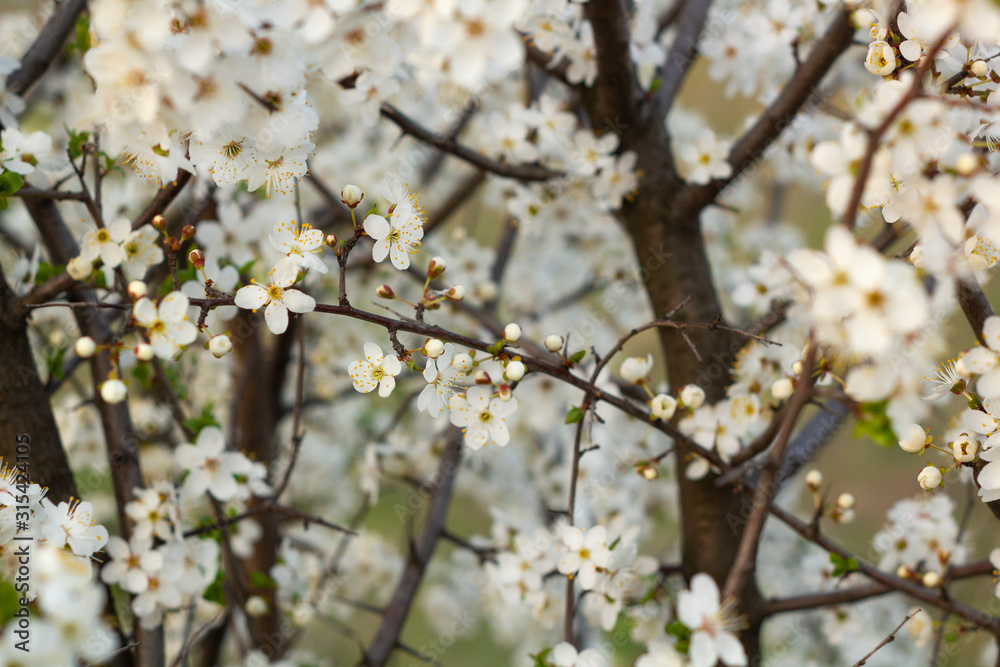 Spring blossom background. Beautiful nature scene with blooming tree.