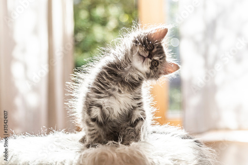 Portrait of cute fluffy kitten tilting head