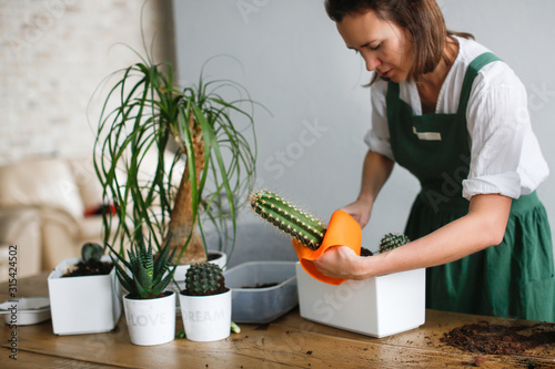 woman in green apron planting large Cereus cactus photo