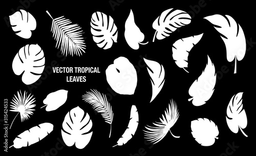 Tropical Leaves Vector Collection